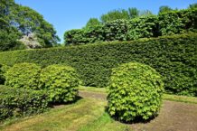 Welche Alternativen gibt es zu einem traditionellen Gartenzaun?