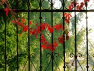 Welche Arten von Gartenzäunen gibt es?