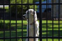 Welche Zäune eignen sich für Hunde im Garten?