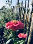 Welche Zäune eignen sich für eine naturnahe Gartengestaltung?