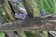 Welche Zäune sind besonders umweltfreundlich?