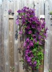 Wie kann ich meinen Gartenzaun mit Rankpflanzen verschönern?