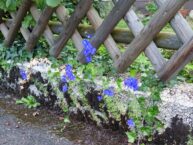 Wie kann ich meinen Gartenzaun vor Überwucherung schützen?